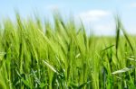 Wheatgrass-BIO-na-vrecki-spredaj