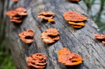 Ganoderma lucidum (Reishi) BIO EU 125 g