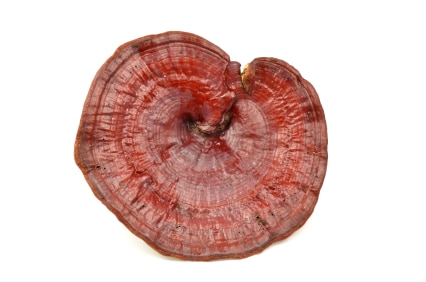 Giant Lingzhi isolated Ganoderma lucidum (Reishi) BIO EU 125 g