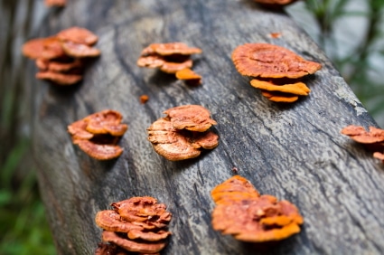 glossy ganoderma( Ganoderma lucidum)