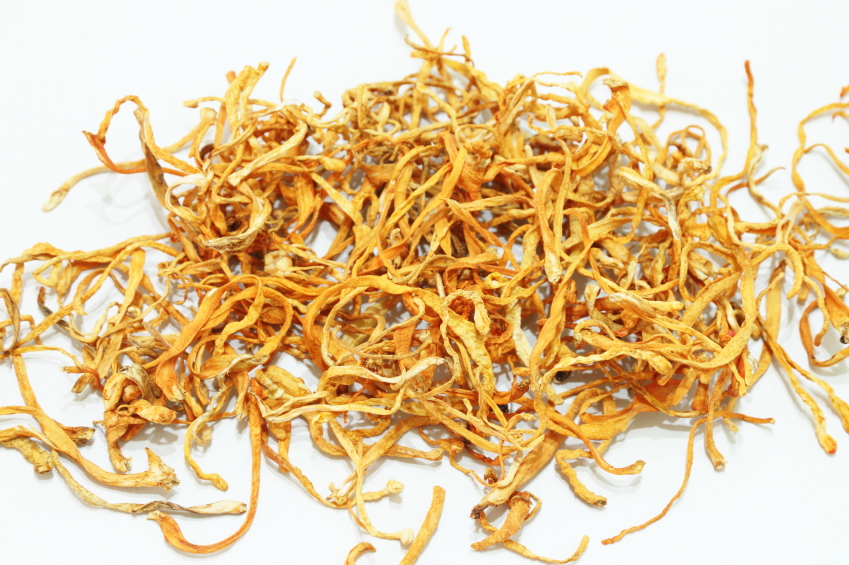 cordyceps-fungo-biologico