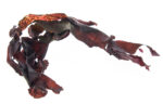 Dulse-BIO-na-vrecki-1